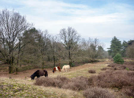 horses graze in dutch nature reserve area posbank near arnhem in the netherlands on dull winter dayの写真素材