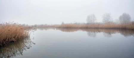 one white mute swan in pond of floodplanes of river lek near utrecht in holland on wuiet, still, foggy winter dayの写真素材