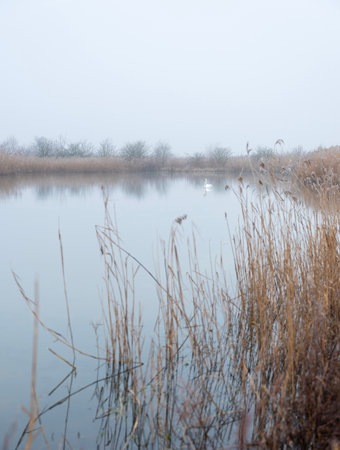 one white mute swan in pond of floodplanes of river lek near utrecht in holland on wuiet, still, foggy winter dayの写真素材