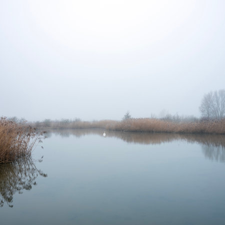 one white mute swan in pond of floodplanes of river lek near utrecht in holland on wuiet, still, foggy winter dayの写真素材