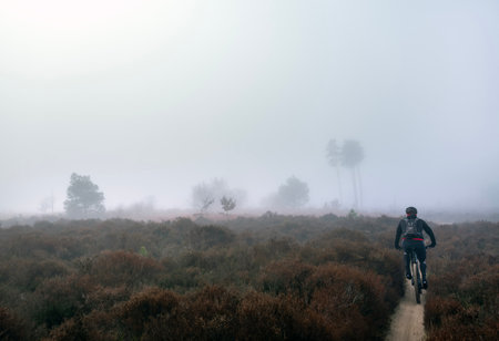cyclist on mountain bike in morning fog on heath in dutch province of utrecht near amersfoot and leusder heiの写真素材