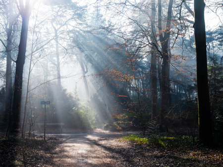 forest path with sunbeams through trees on foggy morning near Utrecht in the Netherlandsの写真素材