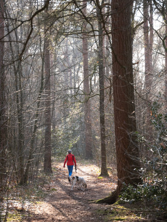 dog and woman in red on path in dutch forest near utrecht in the netherlands on sunny winter dayの写真素材