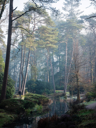 Driebergen, Netherlands, 4 March 2025: man walks in misty morning park near Utrecht in the Netherlandsの写真素材