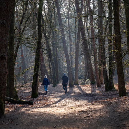 forest path with couple walking in winter forest near utrecht in the netherlands passing oak treesの写真素材