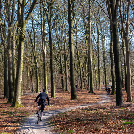 man on mountain bike passes beech trees in forest in dutch province of utrecht in the netherlands on sunny winter dayの写真素材