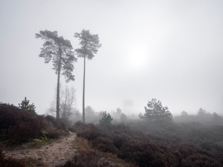 foggy winter morning heath landscape of park den treek near amersfoort in the netherlands dutring fog in winterの写真素材