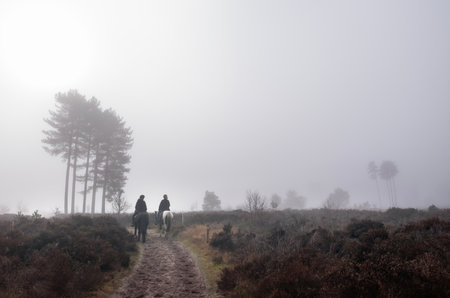 two women on horseback ride in forest area of Den Treek near amersfoort in the netherlands on misty winter morningの写真素材