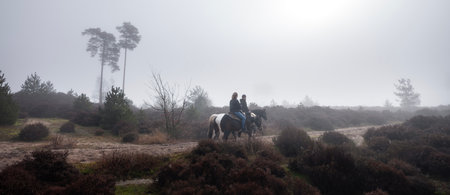 two women on horseback ride in forest area of Den Treek near amersfoort in the netherlands on misty winter morningの写真素材