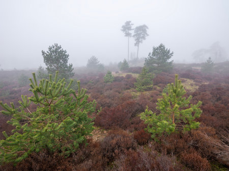 foggy winter morning heath landscape of park den treek near amersfoort in the netherlands dutring fog in winterの写真素材