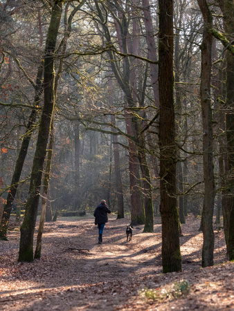 man walks dog on path in dutch forest near utrecht in the netherlands on sunny winter dayの写真素材