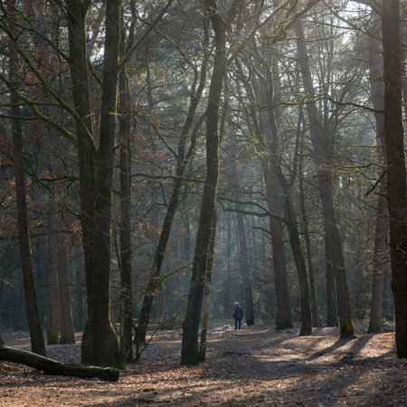 elderly woman walks dog on path in dutch forest near utrecht in the netherlands on sunny winter dayの写真素材