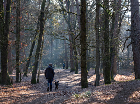 man walks dog on path in dutch forest near utrecht in the netherlands on sunny winter dayの写真素材
