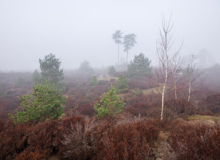 foggy winter morning heath landscape of park den treek near amersfoort in the netherlands dutring fog in winterの写真素材