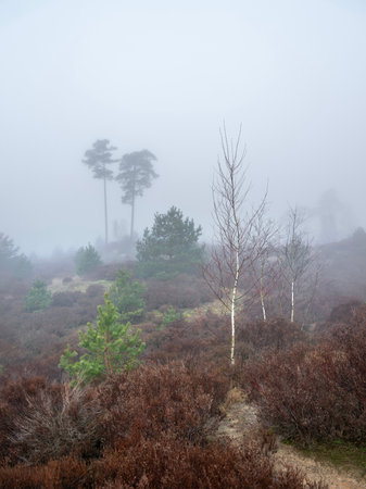 foggy winter morning heath landscape of park den treek near amersfoort in the netherlands dutring fog in winterの写真素材