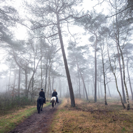 two women on horseback ride in forest area of Den Treek near amersfoort in the netherlands on misty winter morningの写真素材