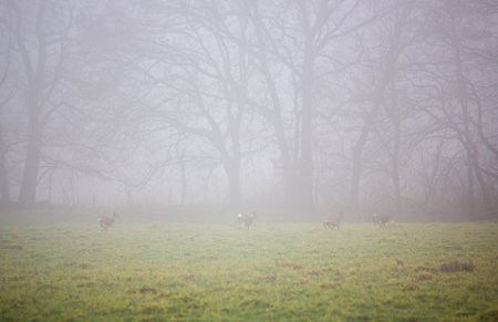 foggy day with roe deer in grassy field near forest in dutch province of utrecht in the netherlandsの写真素材