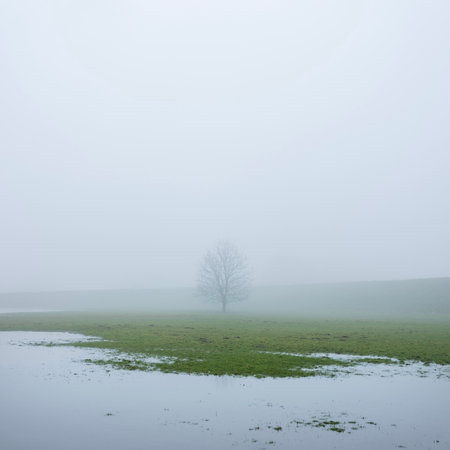 landscape between river and dike in holland of misty river floodplanes with water, trees and grass between wijk bij duurstede and amerongenの写真素材