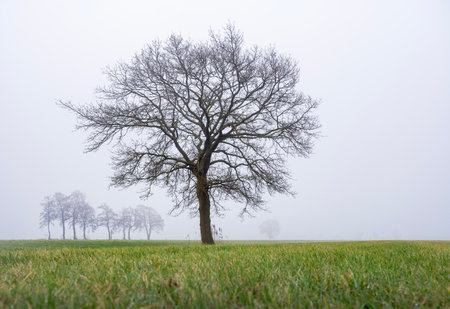 winter landscape of typical Dutch green grassy meadow and silhouettes of trees in morning mistの写真素材