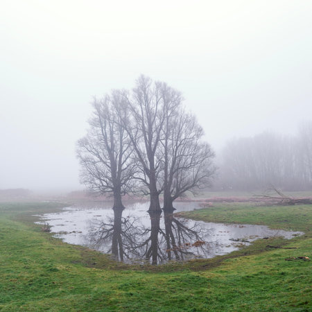 landscape between river and dike in holland of misty river floodplanes with water, trees and grass between wijk bij duurstede and amerongenの写真素材