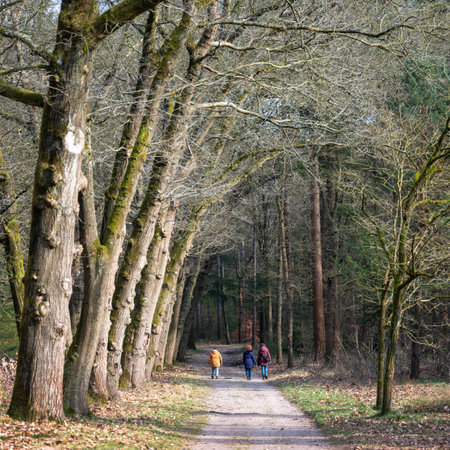 three people walking in sunny late winter forest near oak treesの写真素材