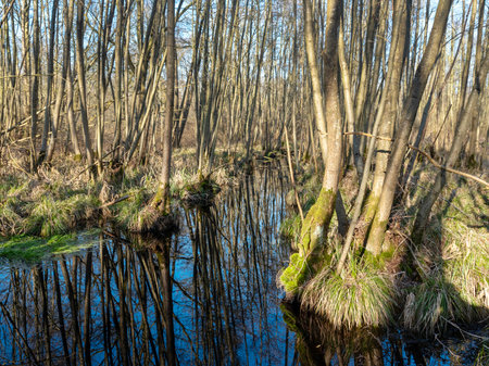 wet alder forest in the netherlands and blue sky reflected in water of ditchの写真素材