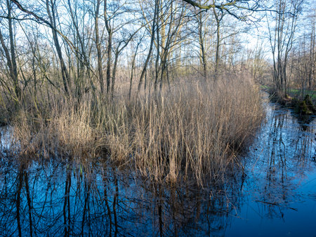 late winter reed and ditch in dutch swamp forest nature reserve near utrecht in the netherlands with blue sky reflected in the waterの写真素材