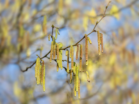 beautiful strings of inflorescence hang from alder tree in sunny day early springの写真素材