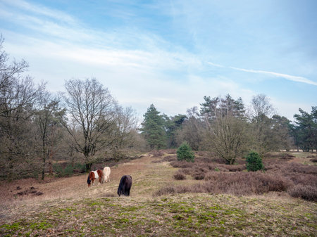 horses graze in dutch nature reserve area posbank near arnhem in the netherlands on dull winter dayの写真素材