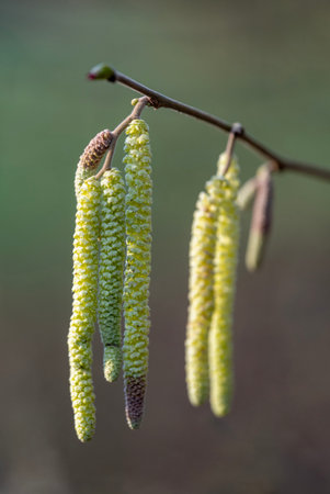 beautiful green yellow inflorescence hang from alder tree in sunny day early springの写真素材