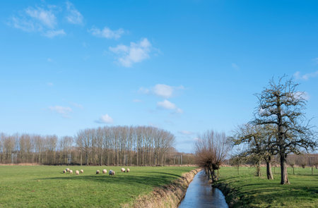 Blue winter sky over meadow landscape near Houten and Utrecht with sheep and trees in the Netherlandsの写真素材