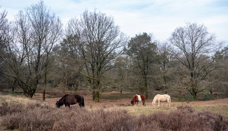 horses graze in dutch nature reserve area posbank near arnhem in the netherlands on dull winter dayの写真素材
