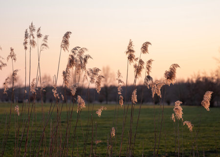 backlit reed plumes or cane plumes at sunset in the netherlandsの写真素材