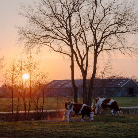 early spring with red and white spotted cows near farm in dutch province of utrecht during sunsetの写真素材