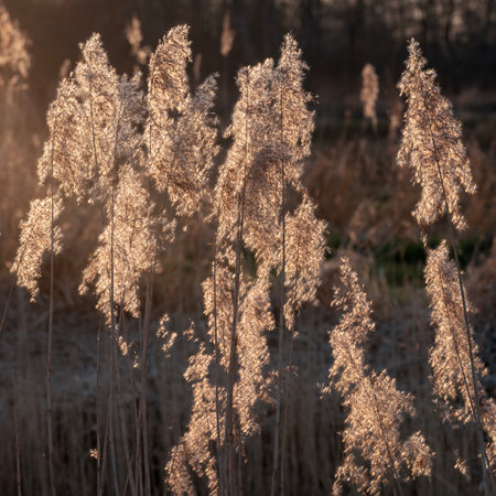 backlit reed plumes or cane plumes at sunset in the netherlandsの写真素材