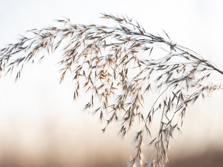 backlit reed plumes or cane plumes at sunset in the netherlandsの写真素材