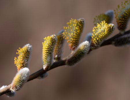 closeup of beautiful blooming yellow willow catkins in springの写真素材