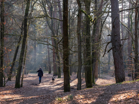man walks dog on path in dutch forest near utrecht in the netherlands on sunny winter dayの写真素材