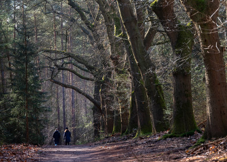 forest path with couple walking in winter forest near utrecht in the netherlands passing oak treesの写真素材