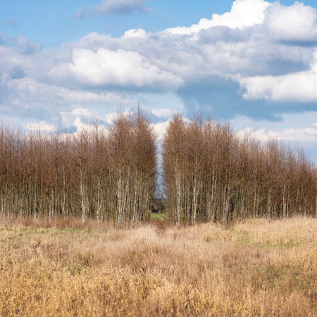 light trunks of alder trees near utrecht in the netherlands early spring under blue cloudy skyの写真素材