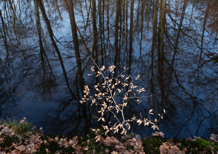 young beech tree with left over autumn leaves in contrast with dark blue water of ditch in forestの写真素材
