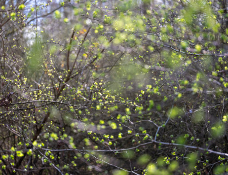 almost abstract patytern of early fresh green spring leaves