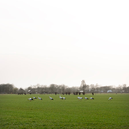 feeding storks in green meadow near utrecht in the netherlands early springの写真素材
