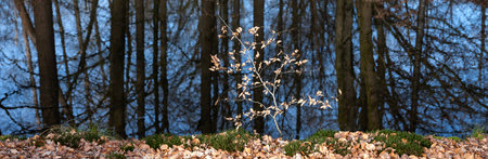 young beech tree with left over autumn leaves in contrast with dark blue water of ditch in forestの写真素材