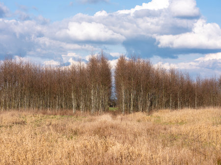 light trunks of alder trees near utrecht in the netherlands early spring under blue cloudy skyの写真素材