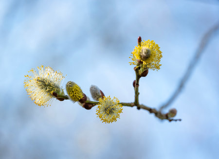 Blossoming willow branches in spring, close-up.の写真素材