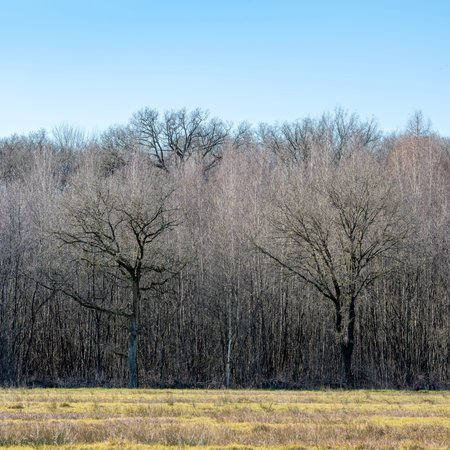 Silhopuettes of oak trees against alder trees in Dutch forest near Utrecht in the Netherlandsの写真素材