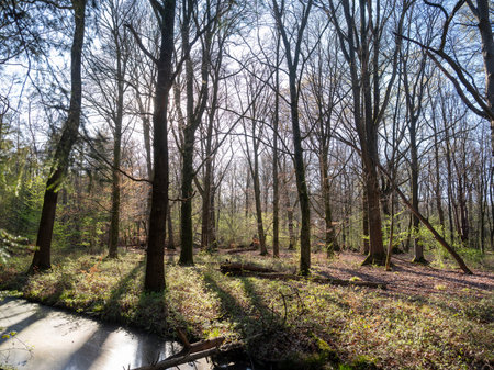 fresh early spring leaves of forest trees above canal with duckweed in the netherlandsの写真素材