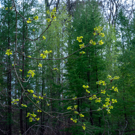 green spring leaves on tree branches in wet forest with blur background.の写真素材