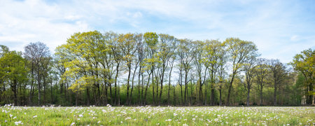 Panoramic view of a meadow with flowers and trees in springの写真素材